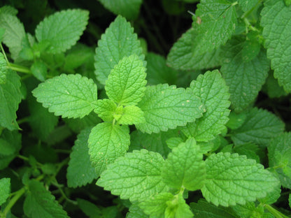 ROSEMARY PEPPERMINT SHAMPOO (4oz)