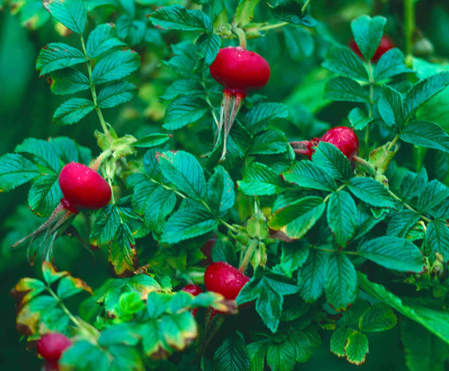 ORGANIC ROSE HIPS