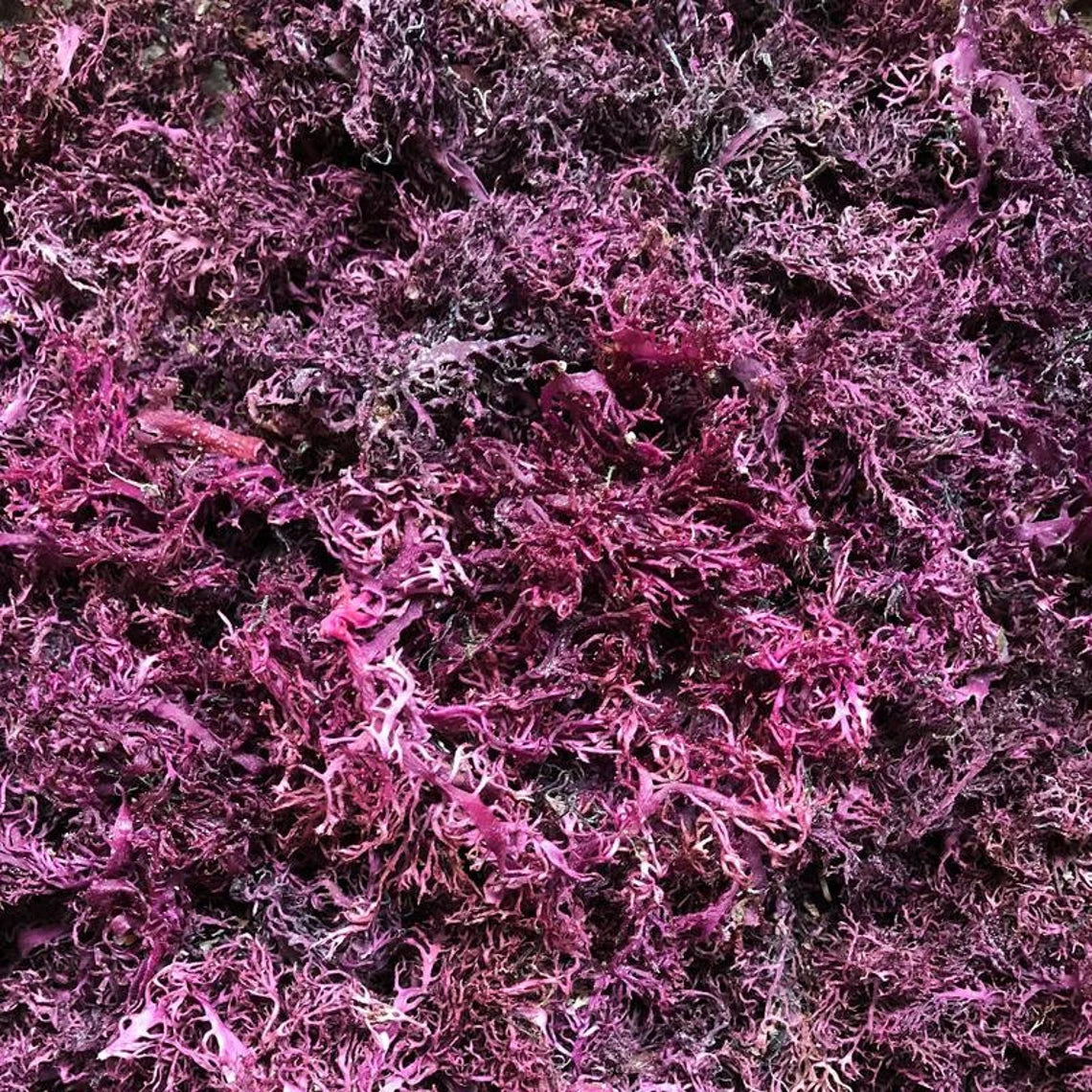 ROSE PURPLE SEA MOSS FACE CLEANSER (4oz)